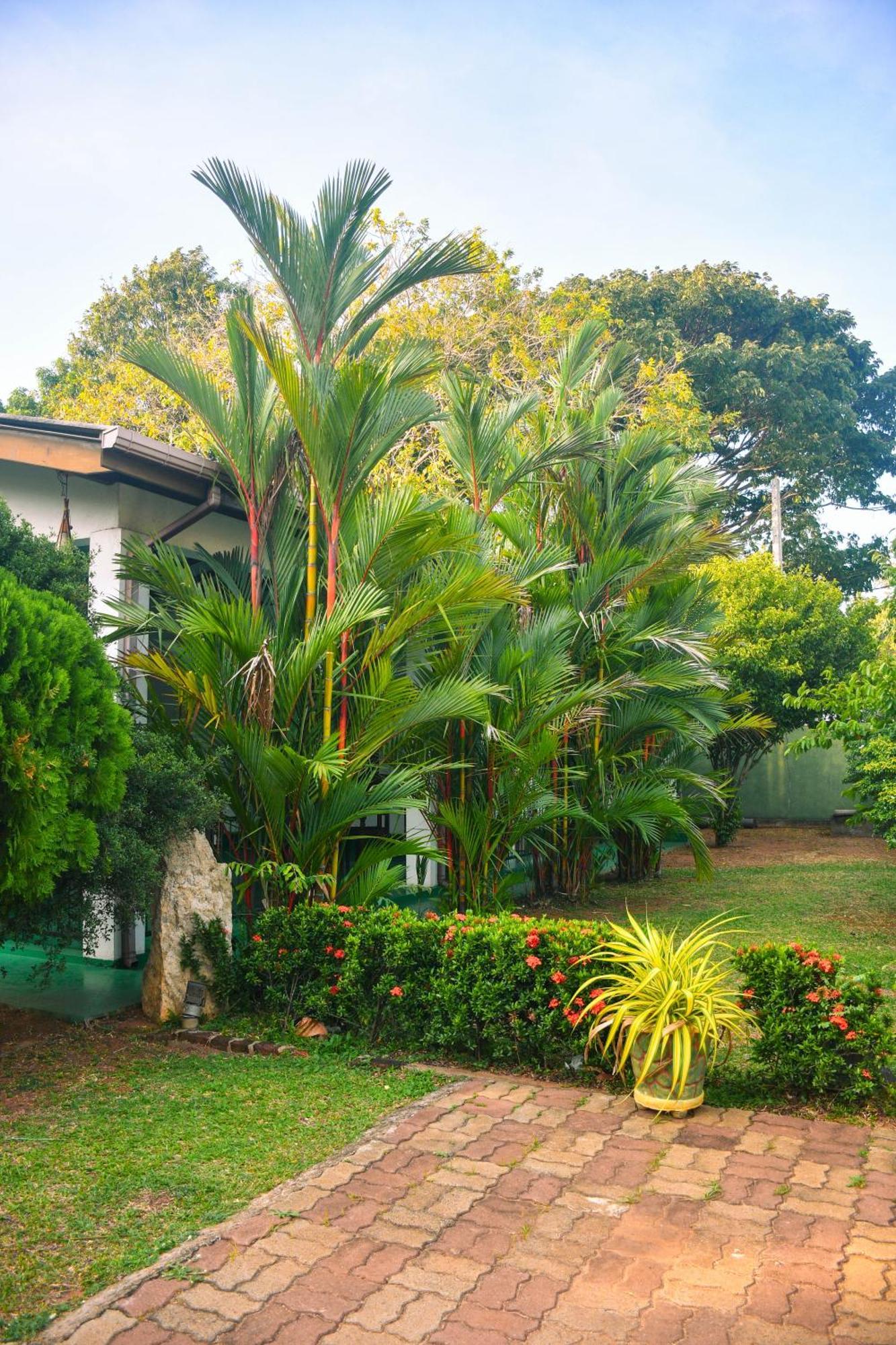 White Eagle Hotel Sigiriya Ngoại thất bức ảnh